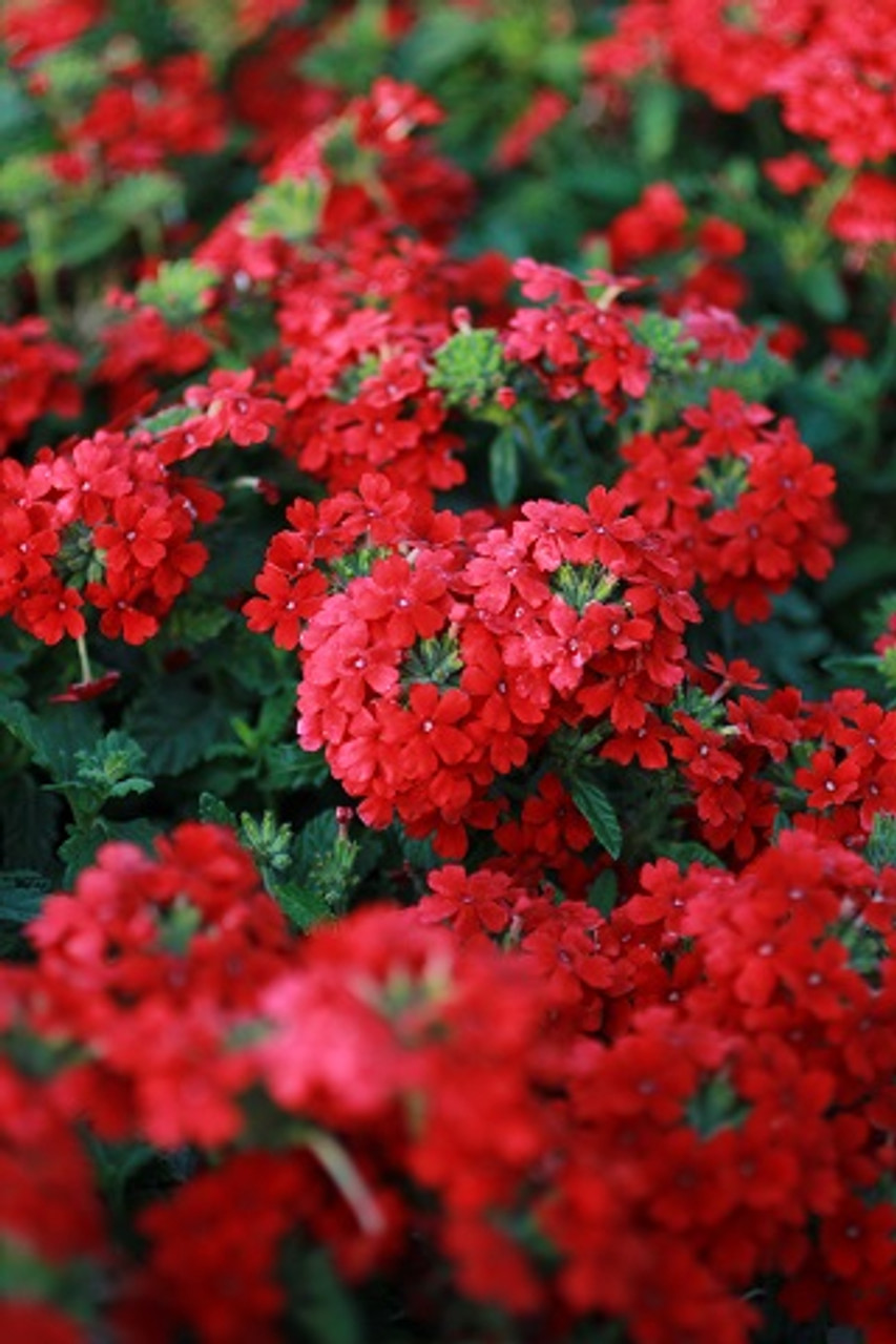 Verbena peruviana 'Firehouse Red' Devil Mountain Wholesale Nursery